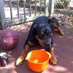 Rottweiler Carla