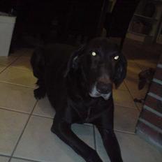 Korthåret hønsehund Tyson