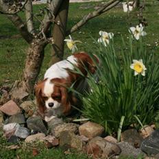 Cavalier king charles spaniel Donna