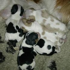 Cavalier king charles spaniel Donna