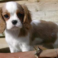 Cavalier king charles spaniel Donna