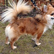 Chihuahua Pequeno....me Joy *ASLAN*