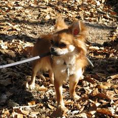 Chihuahua Pequeno....me Joy *ASLAN*