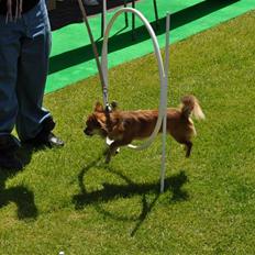 Chihuahua Pequeno....me Joy *ASLAN*