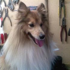 Shetland sheepdog *.Lassie.*