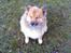 Islandsk fårehund Binnie