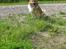 Islandsk fårehund Binnie