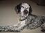 Blanding af racer Balou - Rip ????