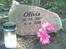 Chihuahua Olivia R.I.P