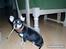 Chihuahua Olivia R.I.P