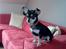 Chihuahua Olivia R.I.P