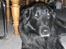 Blanding af racer bamse