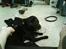Staffordshire bull terrier Tico