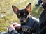 Chihuahua Johnson - hellow handsome