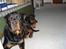 Rottweiler Berta