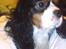 Cavalier king charles spaniel Zico *hos min far*