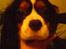 Cavalier king charles spaniel Zico *hos min far*