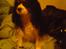 Cavalier king charles spaniel Zico *hos min far*