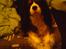 Cavalier king charles spaniel Zico *hos min far*