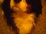 Cavalier king charles spaniel Zico *hos min far*
