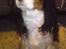 Cavalier king charles spaniel Zico *hos min far*