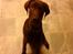 Blanding af racer bamse