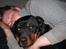 Rottweiler joejoe + 8-02-2010