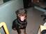 Rottweiler joejoe + 8-02-2010