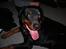 Rottweiler joejoe + 8-02-2010