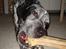 Blanding af racer Balou - Rip ????