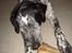 Blanding af racer Balou - Rip ????