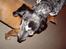 Blanding af racer Balou - Rip ????