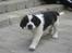 Blanding af racer Magnus - En rigtig lille bandit