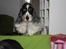 Cocker spaniel Barleys Tippe