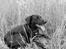 Blanding af racer Nala
