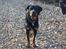 Rottweiler Rollo