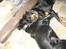 Rottweiler Rollo