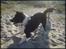 Border collie Spot - R.I.P 18/5 2010 - 10. Kom bare ! 