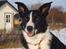 Border collie Spot - R.I.P 18/5 2010 - 11. Flotte spot