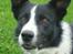Border collie Spot - R.I.P 18/5 2010 - 13. Spot 