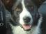 Border collie Spot - R.I.P 18/5 2010 - 15. på tur :D