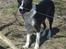 Border collie Spot - R.I.P 18/5 2010 - 16. Kigger lige ind på heste folden. 