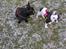 Fransk bulldog *Mimi* *Himmelhund* - Mimse og Lulu-pigen leger i Dragør, brrr det var s*u koldt:)