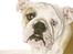 Engelsk bulldog Manfred (Manse)