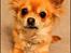 Chihuahua Tilde's Gurli ~Chica~ - Chica januar 2011
