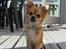 Chihuahua Tilde's Gurli ~Chica~ - Chica sommer 2009