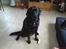 Labrador retriever maja