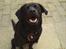 Labrador retriever maja