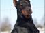 Dobermann Nord Nimrod Od Telepa (R.I.P.) - Feb 2009