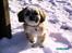 Shih tzu Anton - nu er jeg blevet et ½ år 